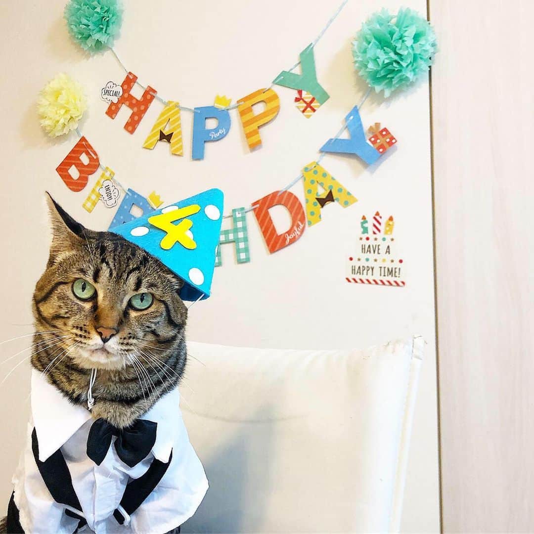 ゆうとろ（柴犬ゆうと猫のとろ）さんのインスタグラム写真 - (ゆうとろ（柴犬ゆうと猫のとろ）Instagram)「. Happy Birthday🎉 Toro . #お誕生日おめでとう とろ、4歳になりました！ 覚えにくい誕生日だなぁと思ってたんですが、 あ！セブンイレブンじゃん！と4年ごしに気づきました😂 ちなみに、ゆうはロックの日（6/9）で覚えてます♪ この一年、病院にかかることなく元気に過ごしてくれました。 最近少しずつ落ち着いてきたように感じます。 食欲旺盛なのは相変わらずですが😂 でも、そんな食いしん坊のとろも大好きです💕 しつこいゆう兄ちゃんや三男坊にもめげす、いつも優しく接してくれるとろ。 本当に心優しい穏やかな子です。 4歳も楽しく元気いっぱいに凄そうね！ #誕生日ケーキ食べたよ #動画は後ほど投稿しますね #お誕生日 #4歳」7月11日 18時17分 - yuandtoro