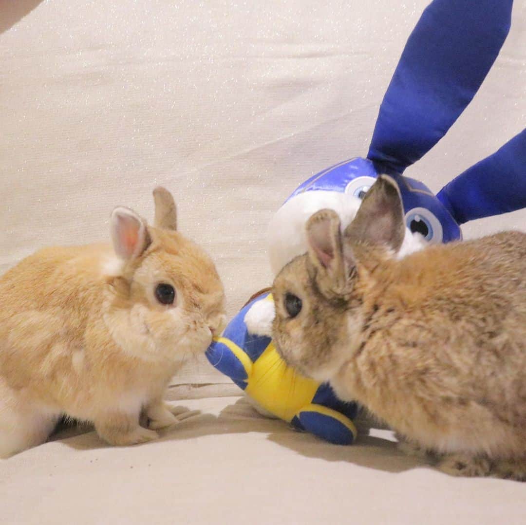 うー & なー ❤️ウチムラさんのインスタグラム写真 - (うー & なー ❤️ウチムラInstagram)「* ウちり、３つ🤭💓💓💓 2枚目は、寄ってたかって虐める図😧 3枚目は、なーちゃんとよりは仲良くなれそうとの事💡 * #ペットは飼い主がいないあいだ何をしているのだろう？#映画ペット2 #スノーボール #bunny #rabbit #kiwi #bigeyes #animal #coala #pets #bunnystagram #rabbitstagram #動物 #うさぎ #キウイ #コアラ #タワシ #もうすぐ9歳 #シニア#うさぎのウチムラ #ミニウサギ#canonEOSM100」7月11日 18時24分 - uu_una_mina