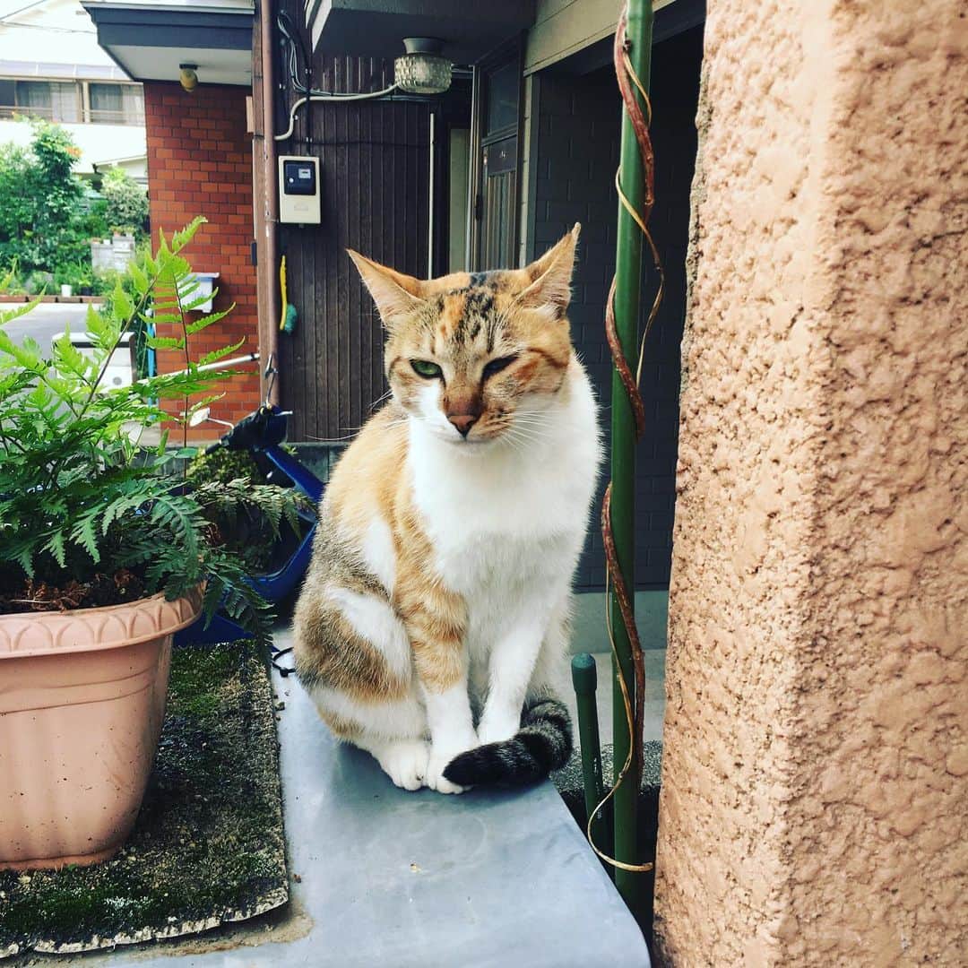 Kachimo Yoshimatsuさんのインスタグラム写真 - (Kachimo YoshimatsuInstagram)「ナナクロが帰るとやって来るビビ子。 猫の世界も大変です。 #uchinonekora #viviko #neko #cat #catstagram #kachimo #猫 #ねこ #うちの猫ら http://kachimo.exblog.jp」7月11日 18時25分 - kachimo
