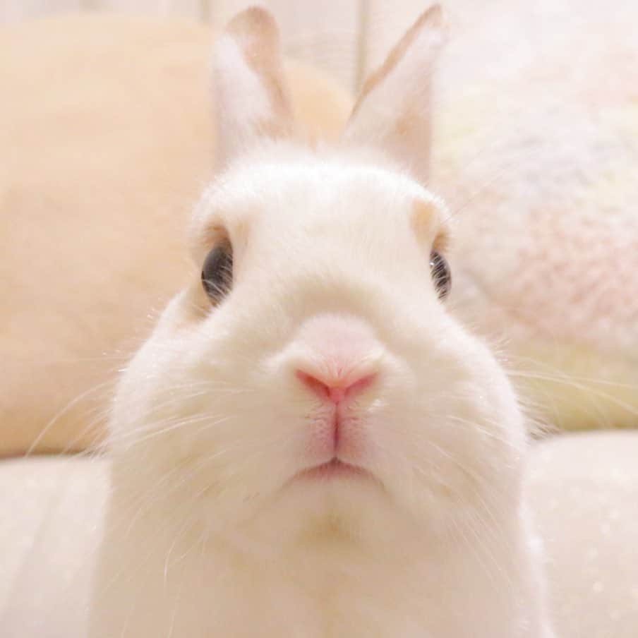 うー & なー ❤️ウチムラさんのインスタグラム写真 - (うー & なー ❤️ウチムラInstagram)「* 🐰「ぼくちゃんも いましゅよ！」 * ななちゃんも元気です💕 なーちゃんは我が家のなかでは 誰よりも賢くて、抱っこも好きなので よく一人で部屋んぽさせています✨ そして大きいだけあり、抱き心地もよくて 毎日1番たくさん抱っこしています☺️ キッチンから呼ぶと何か貰えると分かっているので 文字通り、飛んできます👏🏻💨💨 *  #bunny #rabbit  #animal  #動物 #うさぎ #ネザーランドドワーフ #netherlanddwarf #ブロークンオレンジ  #うなっぴ #ニャッピ #ナナ #にゃつ #にゃぴ #うなぎ #canonEOSM100」7月11日 18時29分 - uu_una_mina