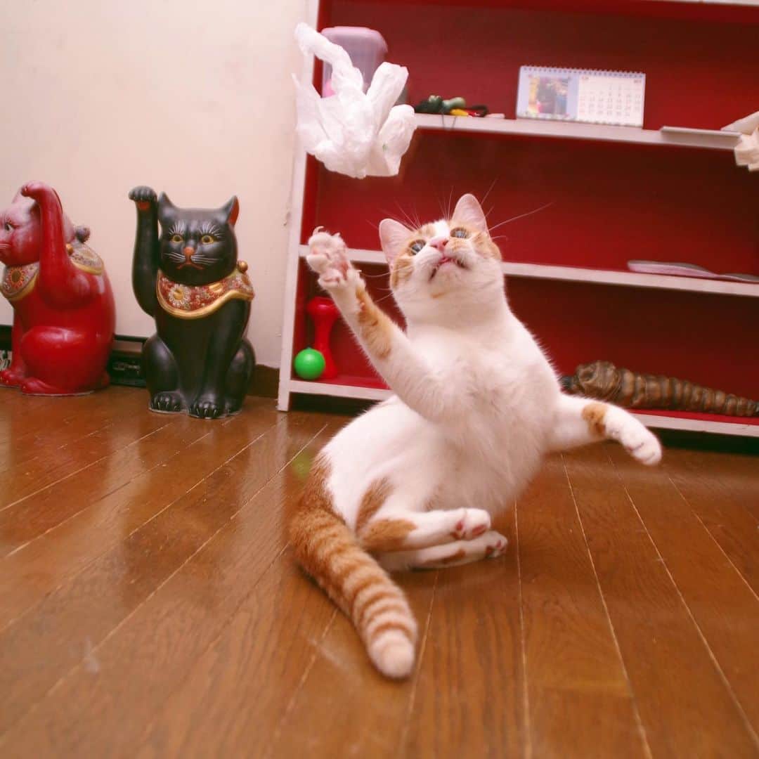 Kachimo Yoshimatsuさんのインスタグラム写真 - (Kachimo YoshimatsuInstagram)「レジ袋大好き！ 投げてあげるとズーッと遊ぶ。 投げるとくわえて持ってくる。 #uchinonekora #oinari #neko #cat #catstagram #kachimo #猫 #ねこ #うちの猫ら http://kachimo.exblog.jp」7月11日 18時30分 - kachimo