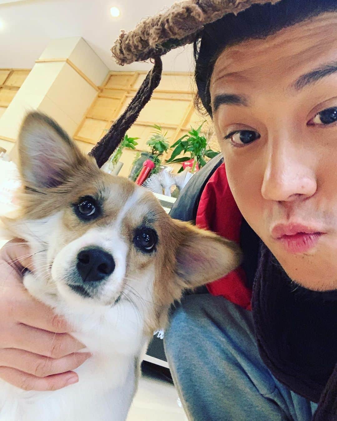 スティーブン・チョンのインスタグラム：「其實我一直都好中意狗，尤其係哥基犬，我會將佢當成自己的屋企人！  希望大家都對自己的寵物不離不棄！  @bobcyp1005  @hungcl @donaldtong  #Repost @kennyjr  #Repost @choisaaaa  一齊嚟支持導盲犬協會網上籌款活動啦，今天起一連五日舉行。  香港有18萬視障人士，但只有30幾隻導盲犬，所以好需要大家幫忙，希望大家上載一張和動物或自己寵物的合照，再Tag三位或以上的朋友，轉載越多，善款會越多，唔介意大家可以講一下對動物或自己寵物的心聲  Repost @kimbeechan_official 「曾經有人問我，何不在家裡養寵物，讓小朋友可以有玩伴⋯⋯ 其實貓狗不是玩具，而是家人。寵物可能只是你生活的一部份，但你卻是牠生命中的全部，所以養之前必須三思。」 希望你們幫忙，每人再tag三個或以上朋友 #一人一個與毛孩帖子 #目標1000帖子劉鑾雄慈善基金作出捐款 #善款全數捐作導盲犬培訓和繁殖 #導盲犬 #香港導盲犬協會 #愛與忠誠 #劉鑾雄慈善基金 #電影小q  #麻煩好朋友們」