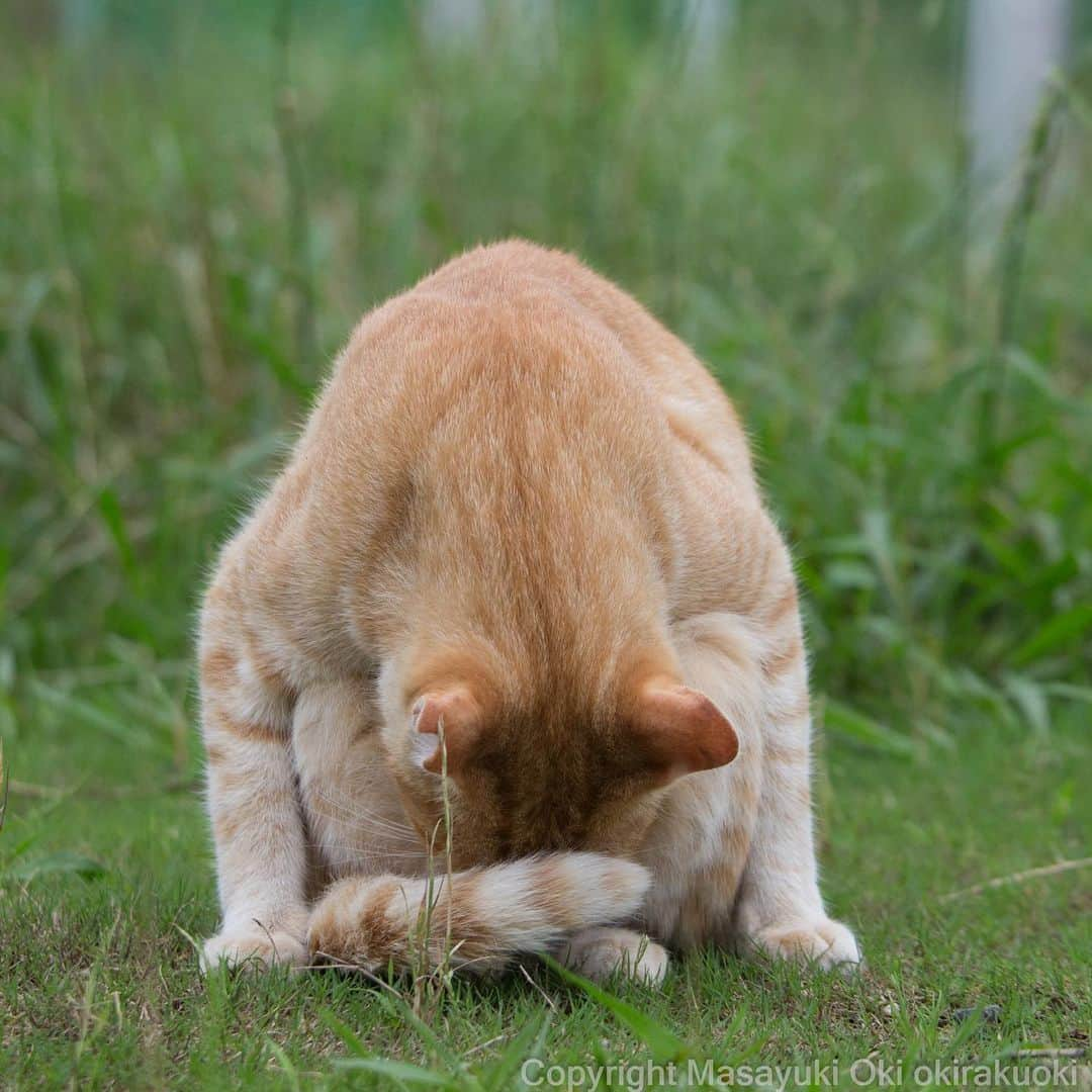 Masayukiさんのインスタグラム写真 - (MasayukiInstagram)「なにとぞ。  #cat #ねこ」7月11日 18時46分 - okirakuoki