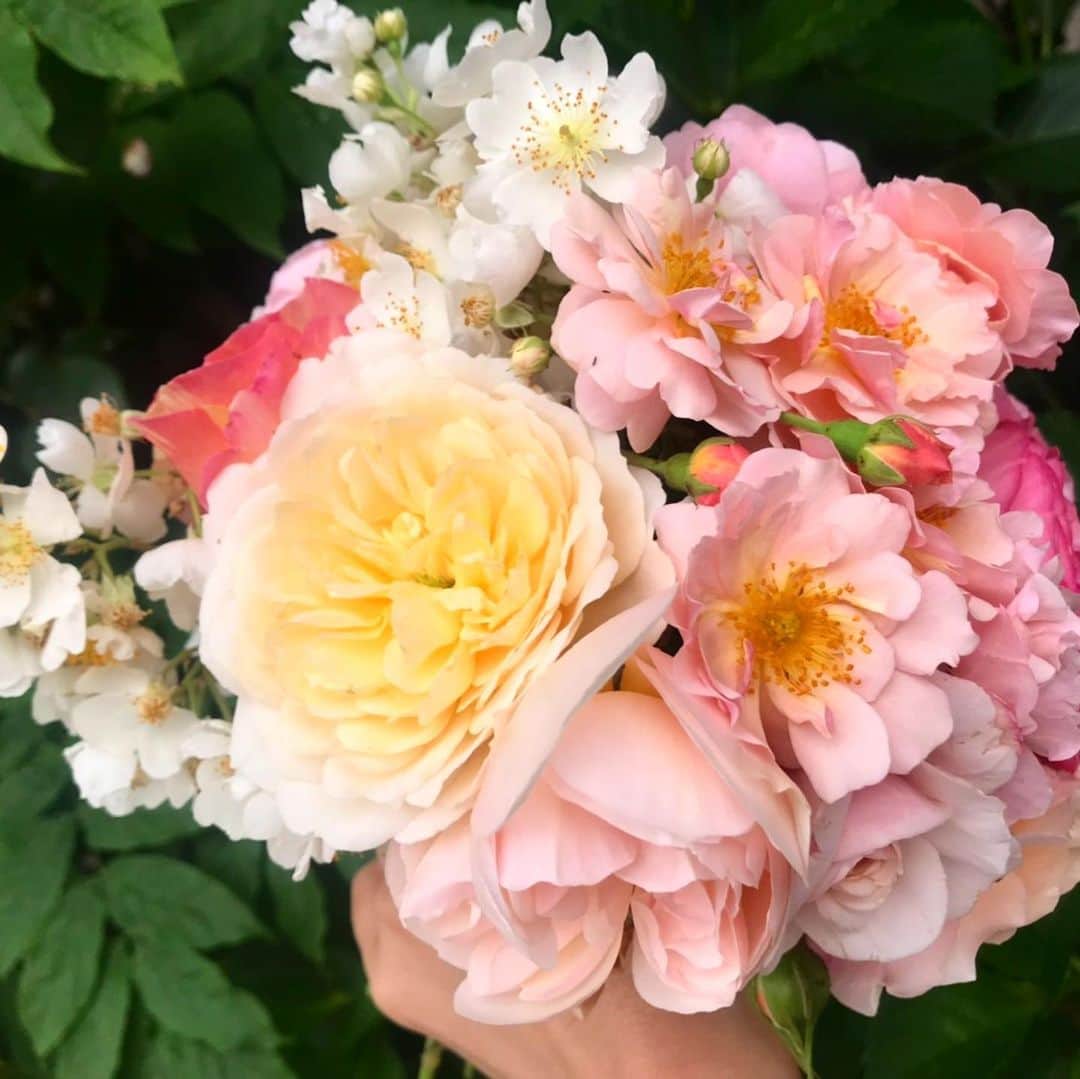 永瀬那奈のインスタグラム：「💐﻿ ﻿ ﻿ 残しときたいから載っける🌹﻿ ﻿ お母さんが育てて毎年写真送ってくれる💐 薔薇だよ😗﻿ ﻿ ﻿ ﻿ #薔薇 #花束 #薔薇園 #rose」