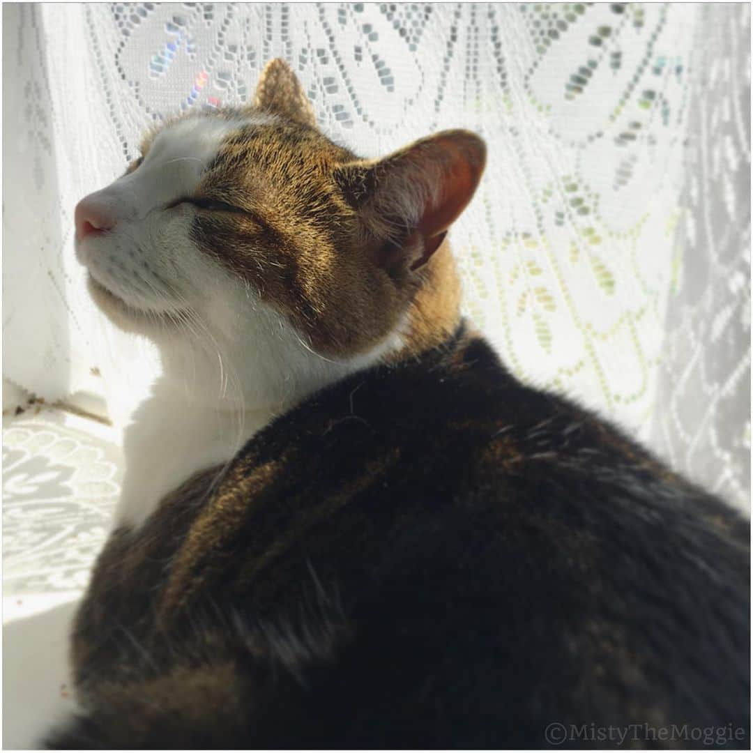 Misty The Moggieさんのインスタグラム写真 - (Misty The MoggieInstagram)「#throwback to happy sun puddles on this dreary day 🌧」7月11日 18時49分 - mistythemoggie