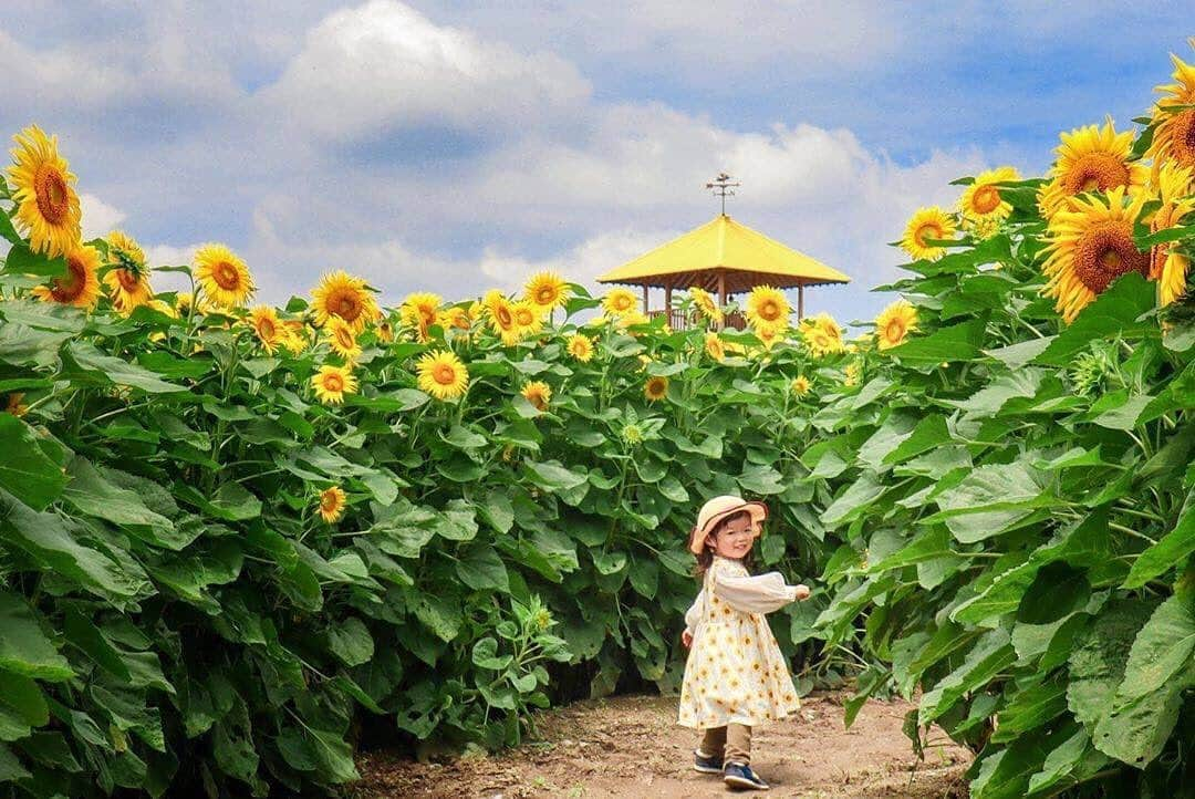 タビスルキッズのインスタグラム：「こんばんは😊 現在、「初夏」を楽しんでいるお写真・動画を募集中です✨ 本日の #タビスルキッズ はこちら💕 📷@eee630606iiiiさん 🚩愛知県・「愛知牧場」 🎙ご本人コメント #愛知牧場 の #ひまわり畑  とっても綺麗に咲いていました。  でも、蜂も飛んでいて刺された子もいたみたいなので、気をつけないと💦 ﻿﻿﻿﻿﻿＊＊＊＊＊＊ もうひまわりが咲いているんですね🌻 素敵なお写真ありがとうございます💕」