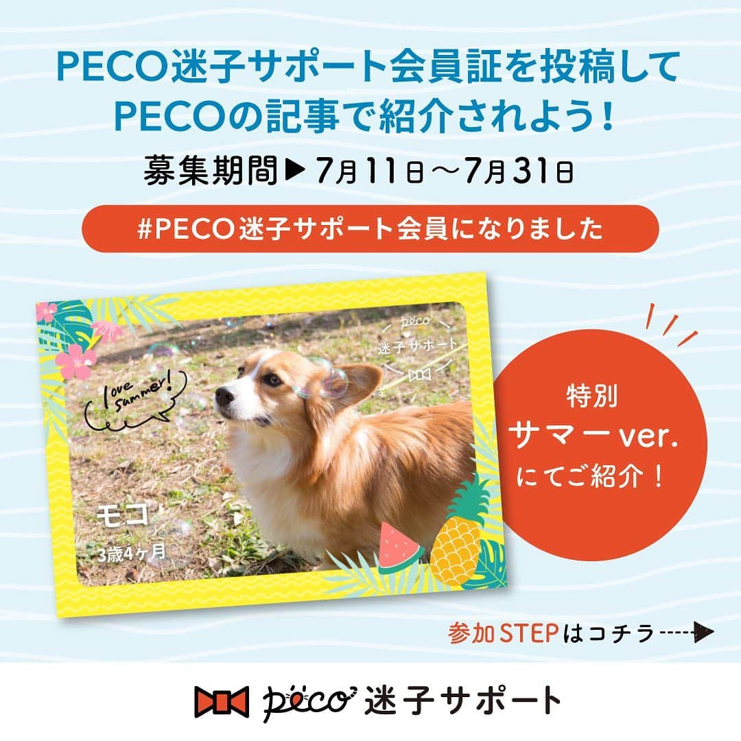 PECO いぬ部さんのインスタグラム写真 - (PECO いぬ部Instagram)「PECOいぬ部🐶みんなで迷子対策をしよう✨ 『#PECO迷子サポート会員になりました』Instagramキャンペーンを開催します。 ハッシュタグをつけて、PECO迷子サポートの会員証をInstagramに投稿すると、 あなたの愛犬がPECO迷子サポート会員として、PECOの記事で紹介されちゃうかも！  さらに当選者さんには、とってもスペシャル!! 夏限定会員証(デジタル)を掲載させていただきます☺  PECO迷子サポートとは...？ PECO迷子サポートは、日本からペットの迷子をなくしたい！という思いから、生まれました。 日本では年間約10万頭のペットの迷子が保護されており、そのうち約5万頭はお家に帰れないという、とても悲しい事実があります。  迷子になったペットの捜索をプロに依頼すると、発見率が80%以上！でも、捜索費用は7～10万円と、高額です。 PECO迷子サポートの会員には、この捜索費用を無料で提供しています。 登録費用も月額費用も無料。PECOのアプリから会員登録するだけ。  可愛い愛犬が辛い思いをしないためにも、うちの迷子対策、始めませんか？  #pecoいぬ部 #まいごのおまもり #PECO迷子サポート #PECO迷子サポート会員になりました #迷子対策 . 【応募期間】 2019/7/8～2019/7/31 23:59 【応募方法】 ①PECOアプリから、PECO迷子サポートに登録 ②PECO迷子サポート会員証をハッシュタグ『#PECO迷子サポート会員になりました』を付けて投稿 【プレゼント内容】 PECO迷子サポート会員ワンちゃんのPECO記事デビュー（３名） 投稿いただいた会員証を夏ver.にして掲載させていただきます☺ 【結果発表】 当選結果は、8月上旬（予定）公開予定のPECO記事への掲載をもってかえさせていただきます。. 【利用規約】 詳しくは本投稿のコメント欄をご確認ください↓↓」7月11日 19時02分 - pecodogs