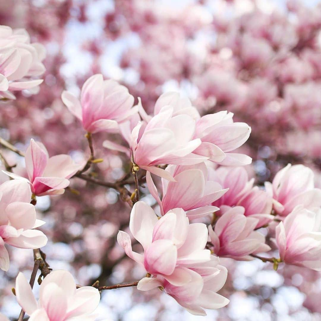 pomeloさんのインスタグラム写真 - (pomeloInstagram)「Pomelo Cover | Beautiful magnolia blooms softly. A group of photos from @jordanerinnn She really likes to edit her photos in gentle colors, click to see more!  #pomelocamera #pomeloapp #photographer #flower #photography #pink #spring #sun #summer #tree #pomelocam #white」7月11日 19時13分 - pomelocam