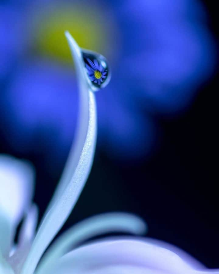 花の写真館さんのインスタグラム写真 - (花の写真館Instagram)「Photo by @__yumeka.⠀ https://instagram.com/__yumeka/⠀ .⠀ Original Post[投稿頂いたURL]⠀ https://www.instagram.com/p/BW4nY_RFwQK/⠀ .⠀ 本アカウントは、 #私の花の写真 をつけてInstagramに投稿された皆さまの花の写真や、「花の写真館」Facebookページで投稿された花の写真を紹介します。⠀ 「花の写真館」Facebookページは、「 @floral.photograph 」のプロフィールにあるURLからご覧ください。⠀ .⠀ #花の写真館 #floralphotograph #floralphoto #flower #flowers #富士フイルム #FUJIFILM⠀ Follow: @floral.photograph」7月11日 19時30分 - floral.photograph