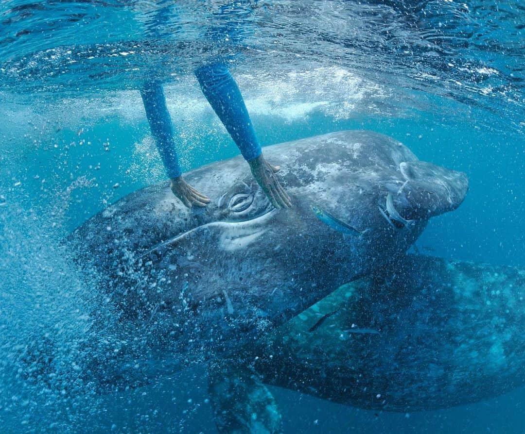 Thomas Peschakのインスタグラム：「San Ignacio Lagoon, Baja California is one of the few places in the world where whales seek out physical contact with people. It appears that these gray whales like to have their heads scratched as much as humans do. This unique whale culture has been passed down from mother to calf for over 40 years and it is the whales who initiate and are in charge of such encounters. Interestingly this behavior ceases the moment they leave the lagoon and begin their migration north to their feeding grounds. Local fishing families operate seasonal whale watching in the lagoon and have become the whale’s fiercest guardians. In the late 1990s they partnered with conservation organizations to defeat a salt mining proposal that would have dramatically degraded this critical gray whale nursery. Shot on assignment for @natgeo magazine for the September 2017 story Ocean Stewards @maresmexicanos #mexico #Baja #whales #graywhale #sanignaciolagoon #picoftheday #ocean」