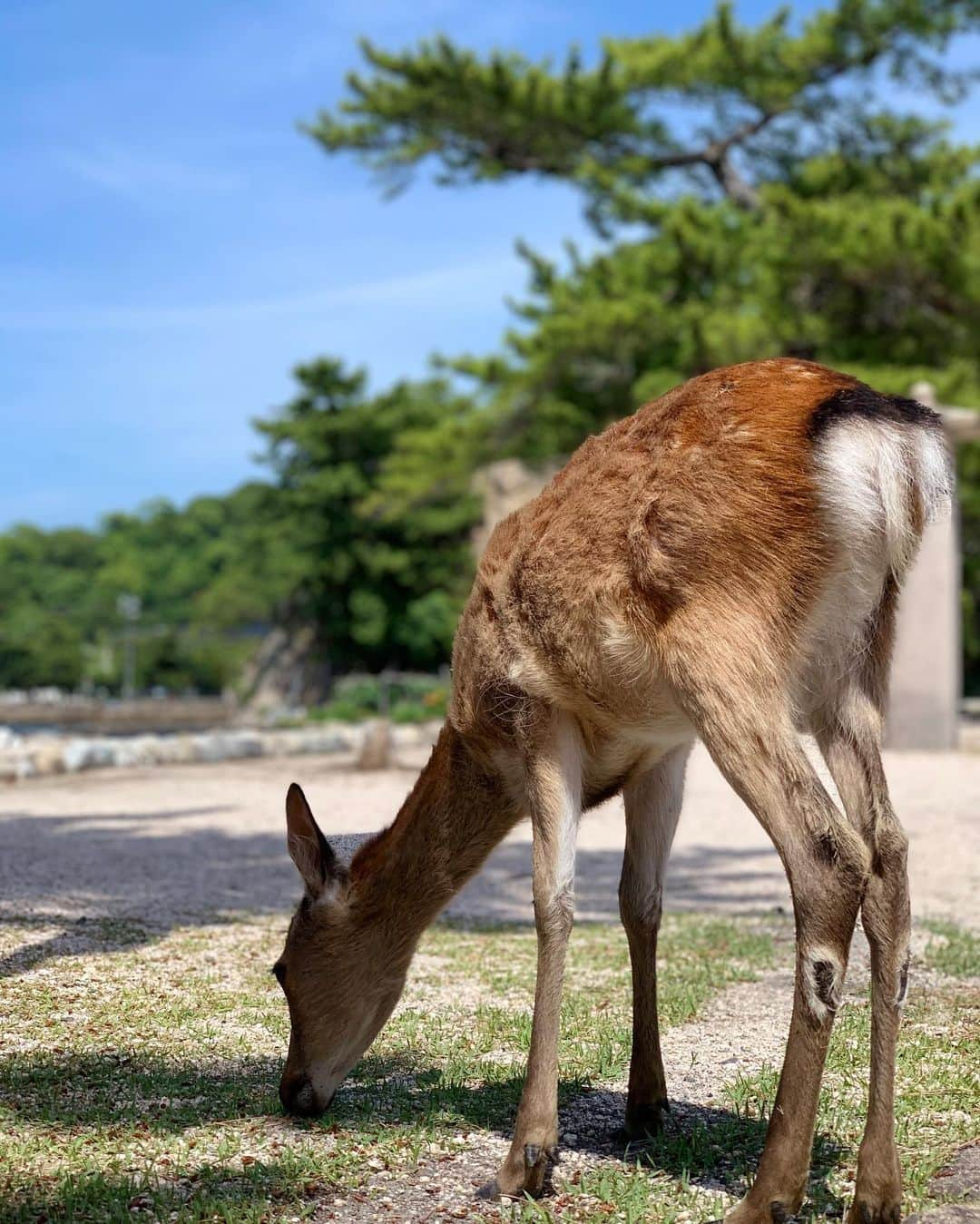 宮崎まこさんのインスタグラム写真 - (宮崎まこInstagram)「厳島神社に突然行った時の 🦌鹿ver，photo🦌 . タイミングが無ければ行かなかったかもしれない。 そのタイミングがあった…結果 . . 人生に組み込まれたプランだったのかも 知れない🦌 . . すっとこどっこい てっぺん？の神社まで歩いて行った脚の強さよりも、帰りのフェリー発まで残り20分、全速力で走って乗れた事は奇跡だろう🐣🐥 . . ⛩…………⛴ 多分誰も張り合いたくもない新記録では？ . .  #アウトドア  #followmeto  #trip #trippics #旅行  #新緑 #旅人 #寝る #地蔵 #海 #海釣り #japantrip #旅行 #イマソラ #観光スポット #canoneosm5 #ミラーレス一眼 #広島 #厳島神社 #宮島 #神社巡り #eosm5  #タビジョ  #釣り #カメラ好きな人と繋がりたい #広島観光 #鹿 #野生動物 #島 #鳥居」7月11日 20時04分 - makomiyazaki