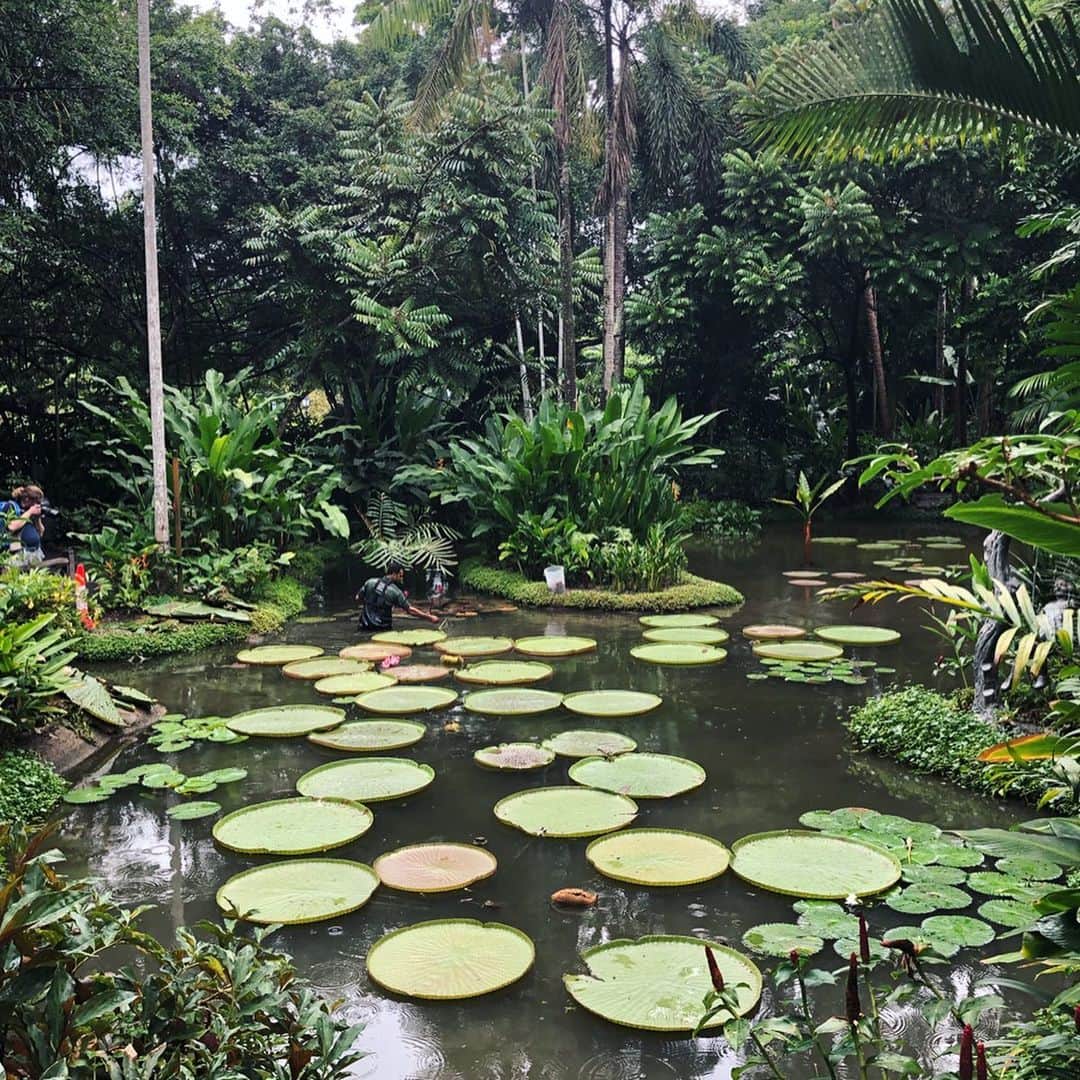 岡田育さんのインスタグラム写真 - (岡田育Instagram)「Singapore botanic gardens. Entrance free and feels Singapore so much. . . 連載「 #そのかねを 」に書きましたが、ここが入場無料なの、ものすごくシンガポールみを感じた。人工楽園。 . . #Singapore #singaporebotanicgardens #singaporebotanicalgardens #nationalorchidgardensingapore #シンガポール植物園 #世界遺産 #オットー氏撮影」7月11日 20時07分 - okadaic