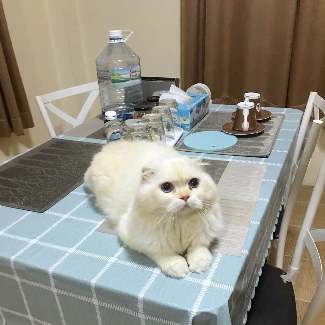 Haruのインスタグラム：「Do you want some coffee, tea or me? #gentleharper #ก้อนปุย #สายตาเว้าวอน」