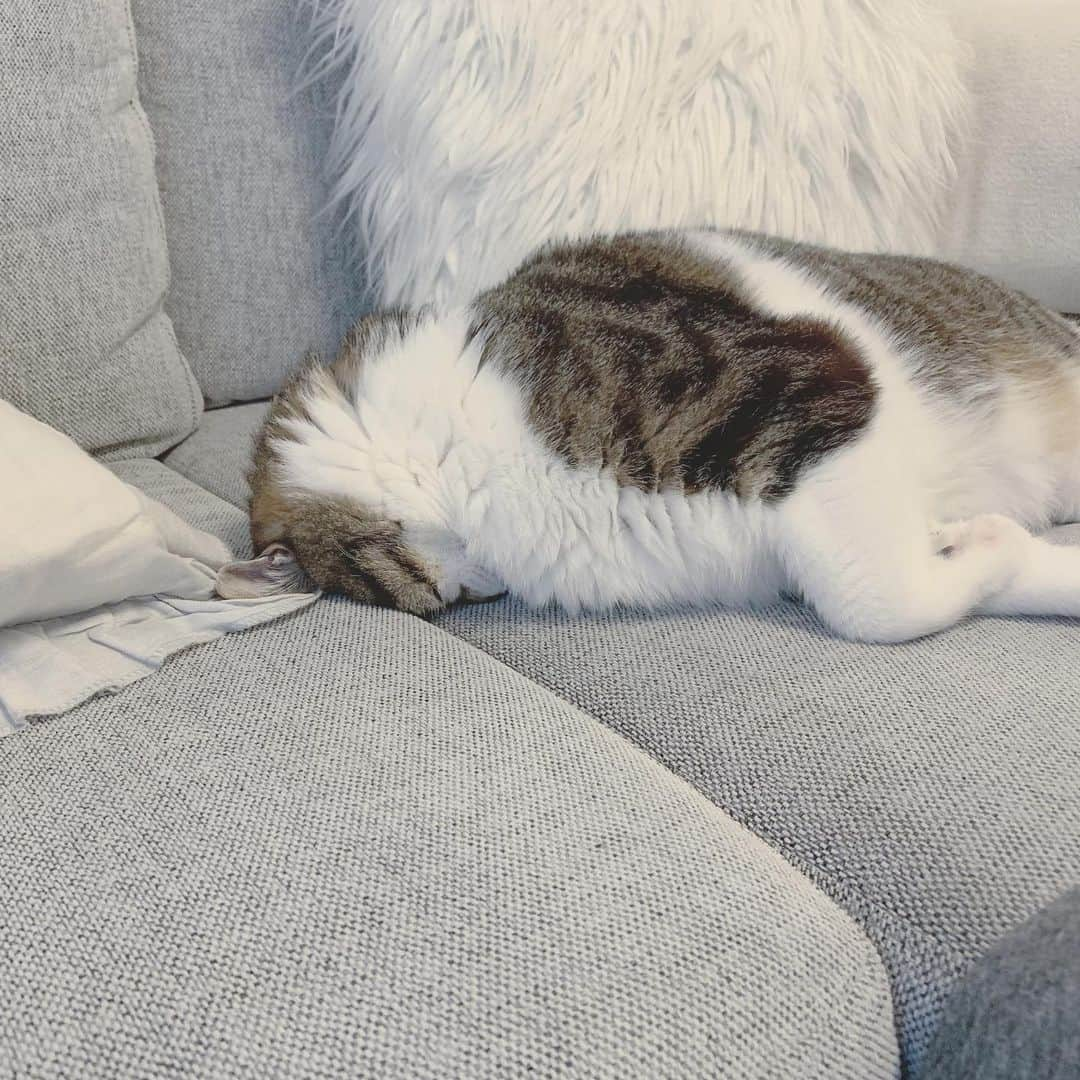 korokoronyaさんのインスタグラム写真 - (korokoronyaInstagram)「✶*∗ 11 Jul, 2019  Yesterday’s Mame-chan😴💤 * 仕事帰ってきて 眠気がハンパなくて ちょっと休憩するつもりが がっつり寝てしまい😴💤 起きたら18時半だった……… もうどうでもよくなる😅 なぜこんなに疲労感があるって 仕事より #プチ反抗期 のちびマメ対応😓 * #mame_koronya」7月11日 20時22分 - korokoronya