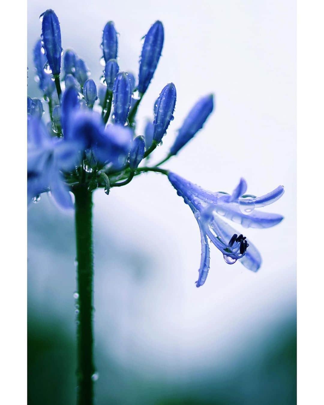 Ryoko Yunokiのインスタグラム：「+ + Enjoy a gentle rain. + + + #アガパンサス #紫君子蘭 #Agapanthus #Africanlily #LilyoftheNile」