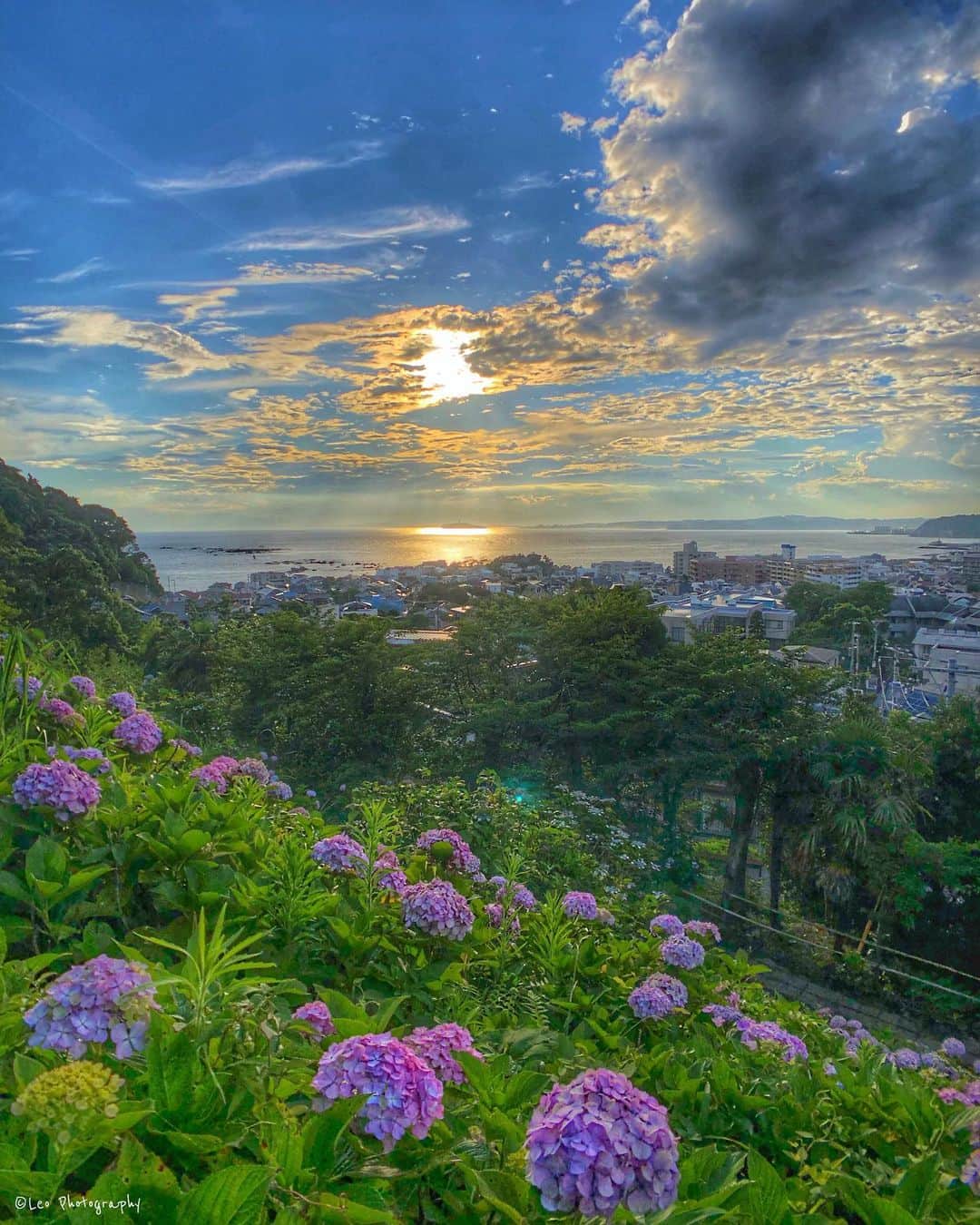 leo7000のインスタグラム：「葉山の紫陽花、今年も綺麗でした🌺✨ 海も一望できる穴場的な公園です😊 皆さん、今日もお疲れ様でした~♪ 🍺🍺✨」