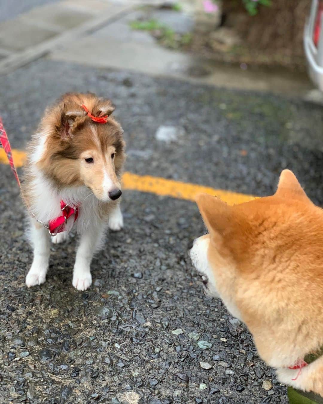 大山加奈さんのインスタグラム写真 - (大山加奈Instagram)「. . りかちゃんお散歩デビュー😆💓 . . やっといっしょに お散歩できるようになりました😆‼︎ . . 歩き方がぴょこぴょこしてて めちゃくちゃ可愛かった😍💓 . . だいずのがおにいちゃんだからね、 やさしくねー☝️ . . #だいず #だいず🐕💓 #豆柴 #豆柴部  #柴犬 #しばいぬ  #犬のいる暮らし#🐶 #🐕#いぬすたぐらむ #ワンスタグラム #しばすたぐらむ #mameshiba#shibainu#shibastagram #柴犬好きさんと繋がりたい #柴犬のいる暮らし #柴犬ライフ #シェルティ #シェルティパピー  #お散歩デビュー」7月11日 20時46分 - kanaoyama0619