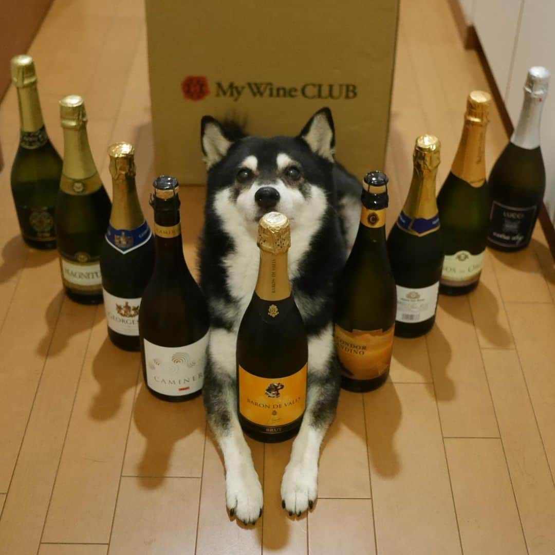 くろさんのインスタグラム写真 - (くろInstagram)「楽天でクリックした🍾MyWineCLUB到着📦 #楽天のマーケティングで自宅にDM #激安なのでとりあえずポチってみた #激安スパークリング #楽天クリック #MyWineClub #横取りマーケティング #柴犬 #黒柴 #モデル犬 #わんこと一緒 #わんこのいる生活 #わんこのいる暮らし #柴犬のいる暮らし #柴犬のいる生活 #わんダフォ #わんだふるjapan」7月11日 20時56分 - m6bmw