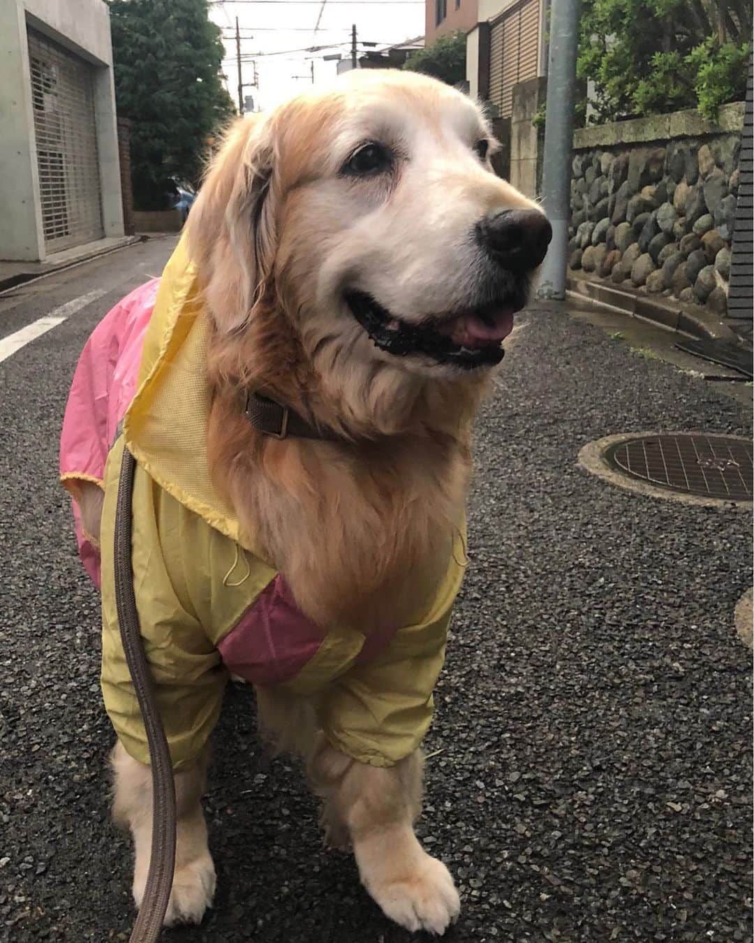 高橋ひとみさんのインスタグラム写真 - (高橋ひとみInstagram)「今日もレインコート着て夕方のお散歩☔︎ 早く梅雨明けないかなぁ。」7月11日 21時15分 - hitomi_momoe