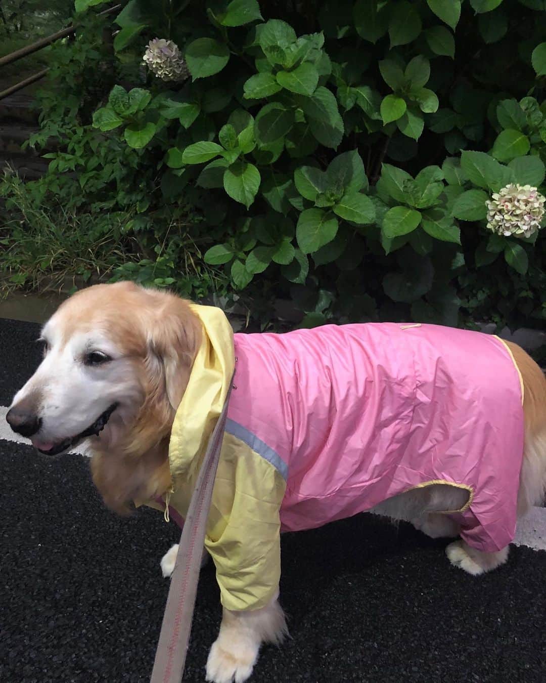高橋ひとみさんのインスタグラム写真 - (高橋ひとみInstagram)「今日もレインコート着て夕方のお散歩☔︎ 早く梅雨明けないかなぁ。」7月11日 21時15分 - hitomi_momoe