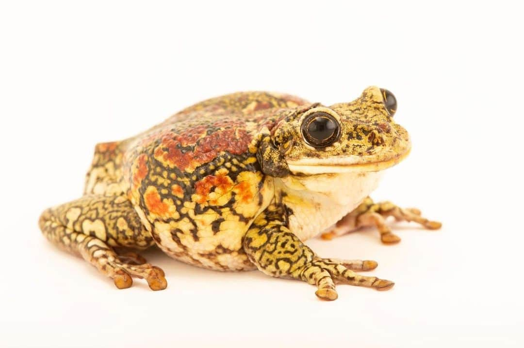 Joel Sartoreさんのインスタグラム写真 - (Joel SartoreInstagram)「Native to southeastern Brazil, the black-spotted casque-headed tree frog calls the rainforest and coastal “restinga” (scrub) home. During the month of December, eggs are laid in the shallow waters of ponds, temporary pools, and small lakes. Once grown, these frogs prefer to spend most of their time tucked safely between the leaves on bromeliad plants. Bromeliads are frequently harvested for horticultural purposes, which has led to the unintentional re-homing of this frog species in areas far outside its original range. Photo taken @moscow_zoo_official #frog #treefrog #brazil #rainforest #bromeliad #photoark #savetogether」7月11日 21時07分 - joelsartore