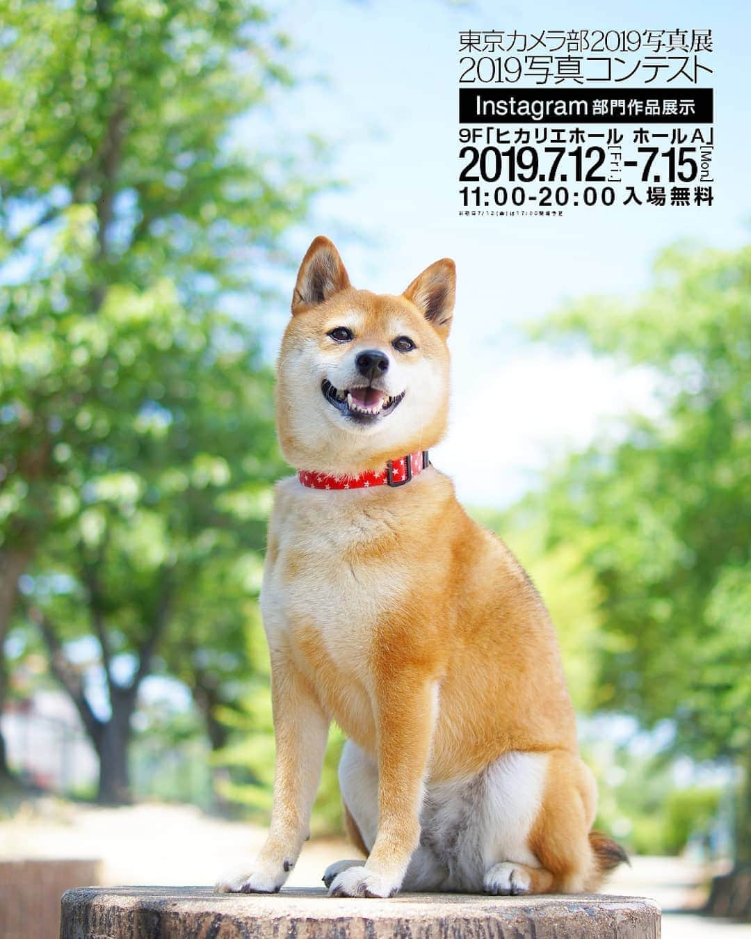 柴犬 ゆりさんのインスタグラム写真 - (柴犬 ゆりInstagram)「2019.7.11 明日から開催の @tokyocameraclub ・ 【東京カメラ部2019写真展】Instagram部門で展示させていただく事になりました📷  たくさんの素晴らしい作品の中に、私の下手っぴな写真が並ぶなんて恥ずかし過ぎる😭  残念ながら見に行けそうにないので、もしお出かけされる方がいらっしゃれば会場の様子などを教えていただけると嬉しいです😌 ・ ・ 【東京カメラ部2019写真展in Hikarie】 開催期間：2019/7/12(金)～2019/7/15(月・祝) 時間：午前11時～午後8時 (初日7/12は午後5時閉場) 会場：東京都渋谷区渋谷2-21-1 渋谷ヒカリエ9階「ヒカリエホールA」 入場：無料、予約不要  #東京カメラ部2019写真展  #世界は発見を待っている  #犬 #柴犬 #tokyocameraclub #dog #dogstagram #dogsofinstaworld #dogsofinstagram #shibainu #shibastagram」7月11日 21時11分 - shibainuholic