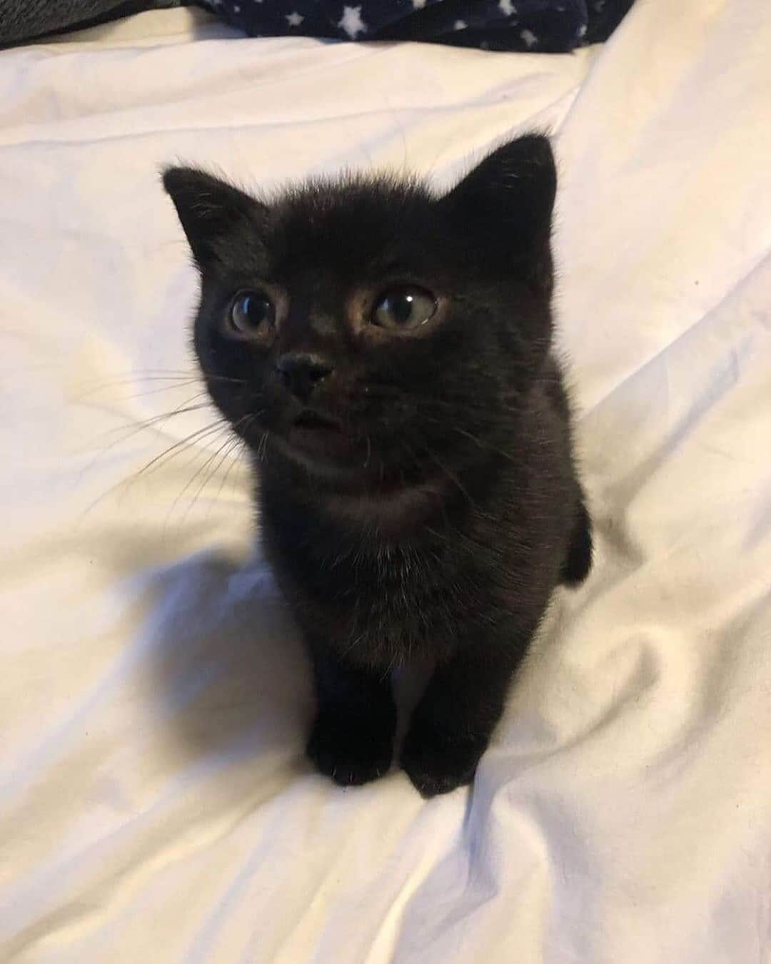 Cute Pets Dogs Catsさんのインスタグラム写真 - (Cute Pets Dogs CatsInstagram)「Munchkin sleep on my bed last night. He is good boy. 😍❤️ From @youngestoldcatlady Notifications ON 💖 #kittens_of_world and follow us to be featured 😺 Support our page with a ❤️ #chat #neko #gato #nature #pet #animal #instacat #instapet #mycat #catlover #cutecats #cutest #meow #kittycat #topcatphoto #kittylove #mycat #instacats #instacat #ilovecat #kitties #gato #kittens #kitten」7月11日 21時17分 - dailycatclub