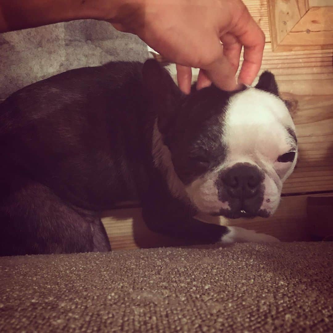 のインスタグラム：「ただいまおネギ。  沖縄は暑いね〜  さ。曲作ろう  #おネギ #bostonterrier」
