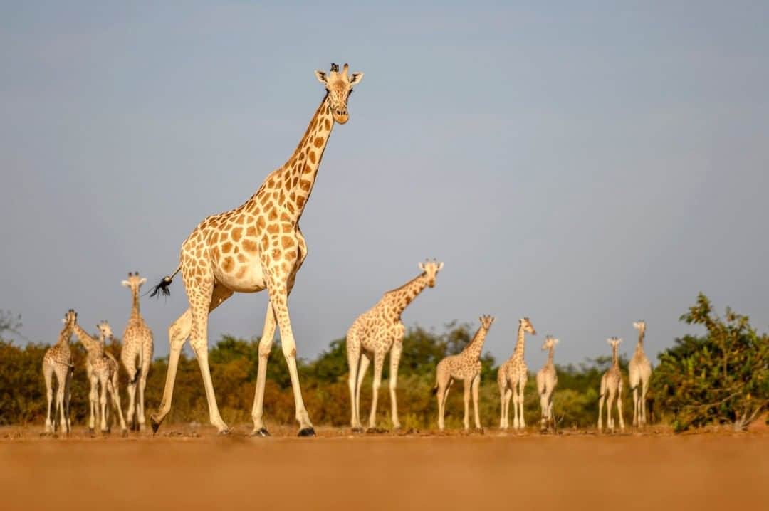 ナショナルジオグラフィックさんのインスタグラム写真 - (ナショナルジオグラフィックInstagram)「Photo by Ami Vitale @amivitale | Giraffes congregate in Niger's "giraffe zone," a government-defined region where nearly all 600 of the world's remaining West African giraffes coexist with humans. The giraffe is the longest-necked animal on the planet. Their necks alone can measure more than seven feet. Amazingly, they have the same number of neck vertebrae as humans (7), but their vertebrae each happen to measure as much as ten inches long.  This iconic creature is in trouble. It's undergoing what's being termed a silent extinction. Estimates are that giraffe populations across Africa have dropped nearly 30 percent in three decades, plummeting from approximately 155,000 in the late 1980s to about 110,000 today. The continent-wide decline is thought to be caused by habitat loss and fragmentation and poaching, but because there haven't been long-term conservation efforts, it's hard to know exactly what is happening. Scientists are now undertaking major studies to better understand why giraffe are disappearing and what can be done to stop it. Empowering indigenous communities will be crucial to saving these and other emblematic species around the world.  Follow @amivitale @giraffe_conservation @sdzsafaripark to learn more and get involved. #giraffe #savegiraffe #niger」7月11日 21時38分 - natgeo