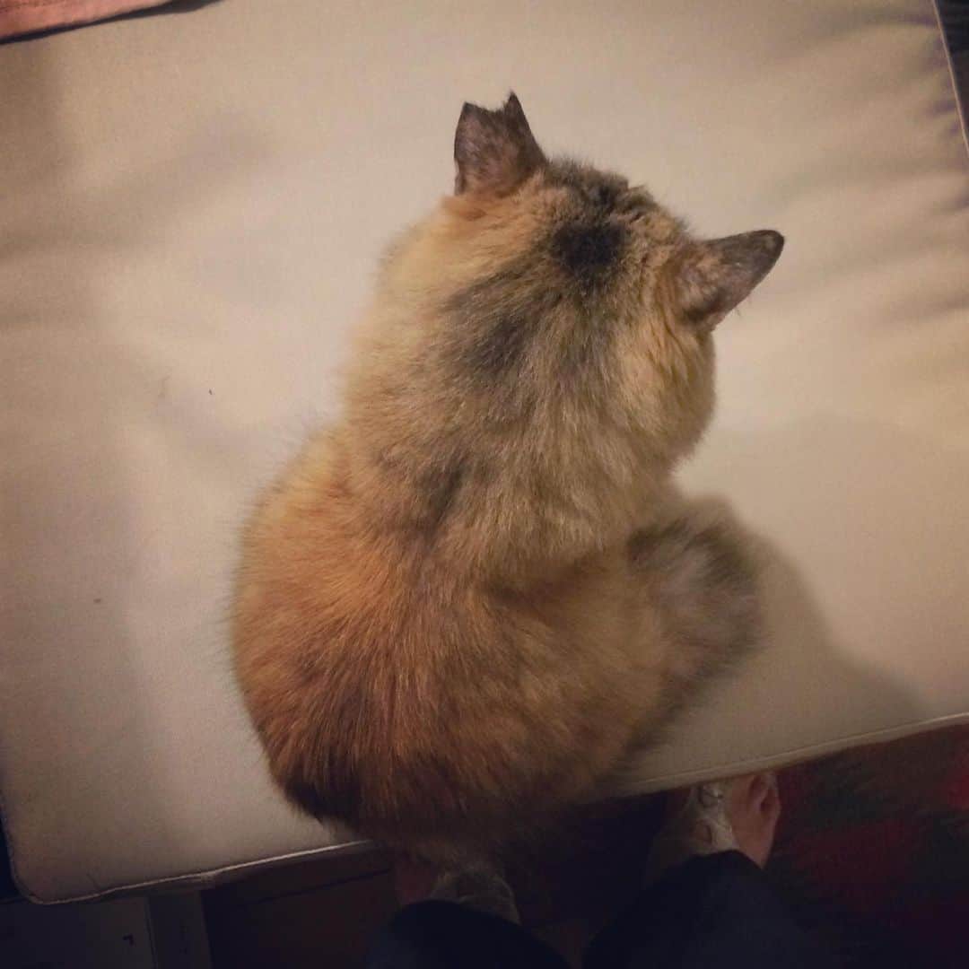 岡田屋鉄蔵のインスタグラム：「ミルバさんは横から見ると毛がふさふさで大きく見えるが、実際はチマってしてるんです。」