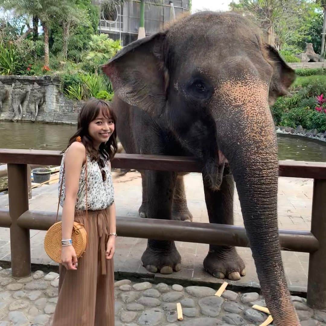 のインスタグラム：「BALI ZOOでゾウに乗ったよ🐘 乗る前は乗りたい乗りたい！ってはしゃいでたのに近づくと怖くてあんまりさわれなかった😖笑 上に乗ってる時は楽しかったよ〜独特な揺れ方するの😂笑 BALI ZOO柵がないので動物にめっちゃ近いよ💕そして暑いのに動物たち意外と活発！ハワイのHonolulu zoo の動物はほぼほぼ寝てるからBALIの方が楽しかった！😘💕」