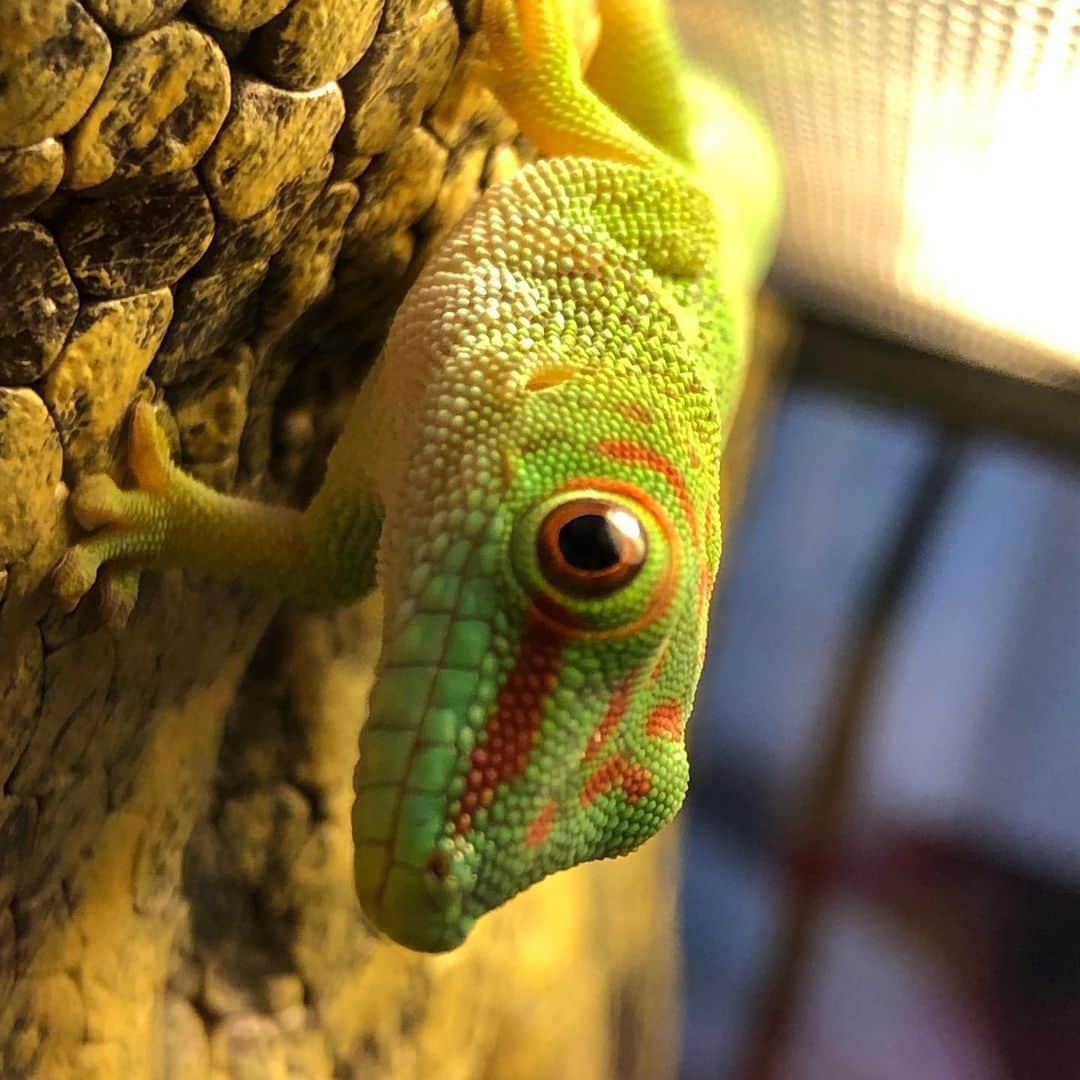 和田美枝のインスタグラム：「自分の美しさわかっているね🦎🦎🦎 #グランディスヒルヤモリ #まだ名前なし #カメレオンに付ける予定にしてた名前にしよかな？ #ちなみに #ジャンレノ #カメレオンのレオンから連想させて #映画 #LEON に #ジャンレノが出てたから #なんかちゃうかな #君の名は #🦎 #爬虫類がいる生活」