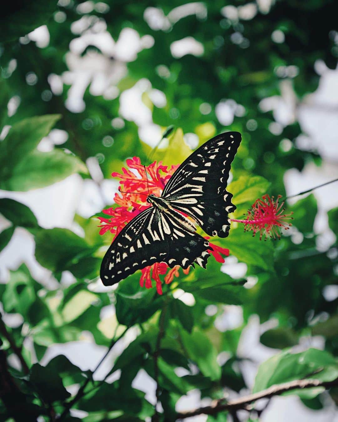 kyoko_zzzのインスタグラム：「🌺🦋🌿」