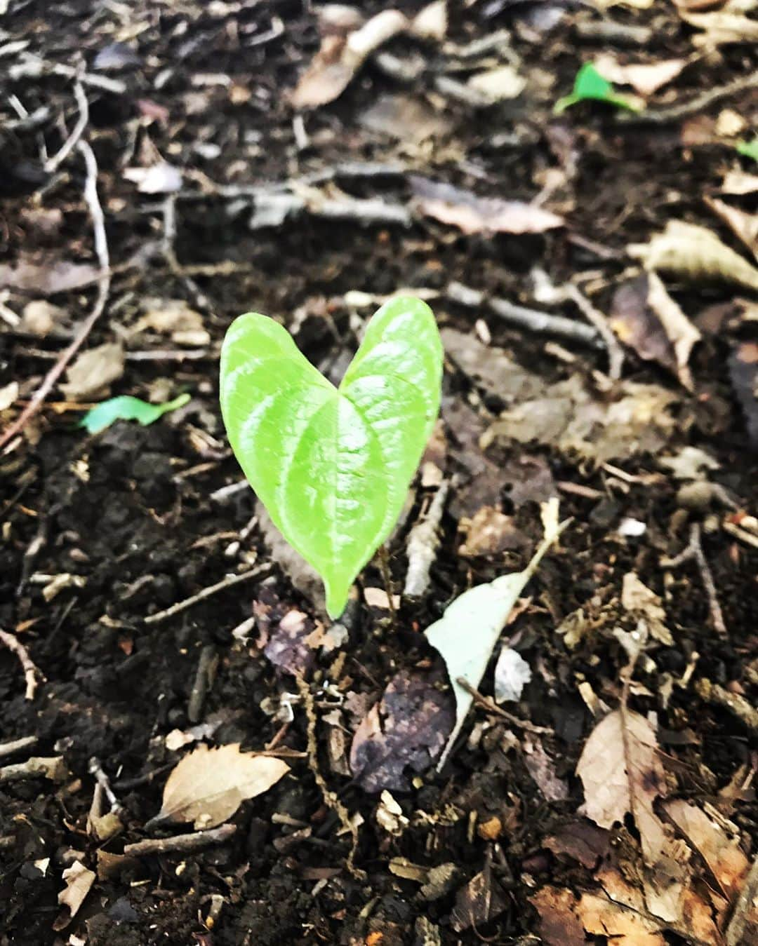 磯村勇斗さんのインスタグラム写真 - (磯村勇斗Instagram)「ドラマ「TWOWEEKS」の撮影中可愛い子を見つけました。  ずっとみてると生命力を感じる。 力強く生きる姿を、このドラマでも感じると思います。  僕の役の灰谷は、これを踏んだ事にも気付かないけどね…  #TWOWEEKS #7月16日 #夜9時スタート」7月11日 22時00分 - hayato_isomura