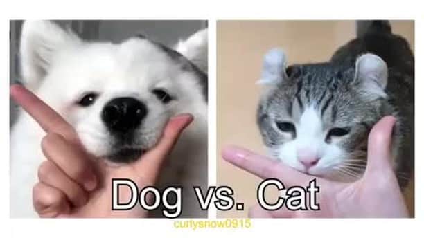 のインスタグラム：「Dog vs cat⠀ ⠀ 📹@curlysnow0915 + @mayapolarbear⠀ ⠀ #meowed #curlysnow #americancurl #Samoyed」