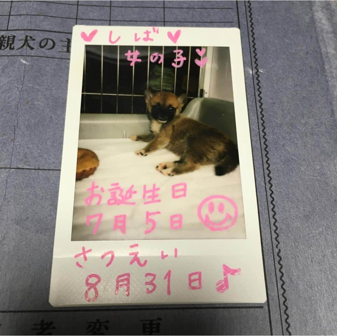 ai-chanさんのインスタグラム写真 - (ai-chanInstagram)「ai-chan mama🙂 🐶 My IG started to work again. Thank you for your help😌🧡 . Ai-chan's birthday is July. This is a photo when ai-chan  was in a pet shop🐕 About two months after birth😊 . 🐶IGがまた動き出して嬉しい! 教えて下さった皆さんのおかげです ありがとうございます🙇🏻‍♀️ . 機械音痴は、困ります 電話で問い合わせしたくても、電話番号わかない… メール問い合わせも返事なし… IGは、基本 自分で解決しないといけないだなんて、 私にしたら、手も足も出ないよ🤷🏻‍♀️ . IGに悩まされ、IGに助けられる ありがとうございました😌🧡 . 写真は、ペットショップにいた頃のアイちゃんです。 この頃はまだ出会っていません🐕出会うのはこれから3ヶ月後です😊 . #頑張れアイママ #イラスト #ちよい描き #パンツ犬 .」7月11日 22時13分 - fujisan99