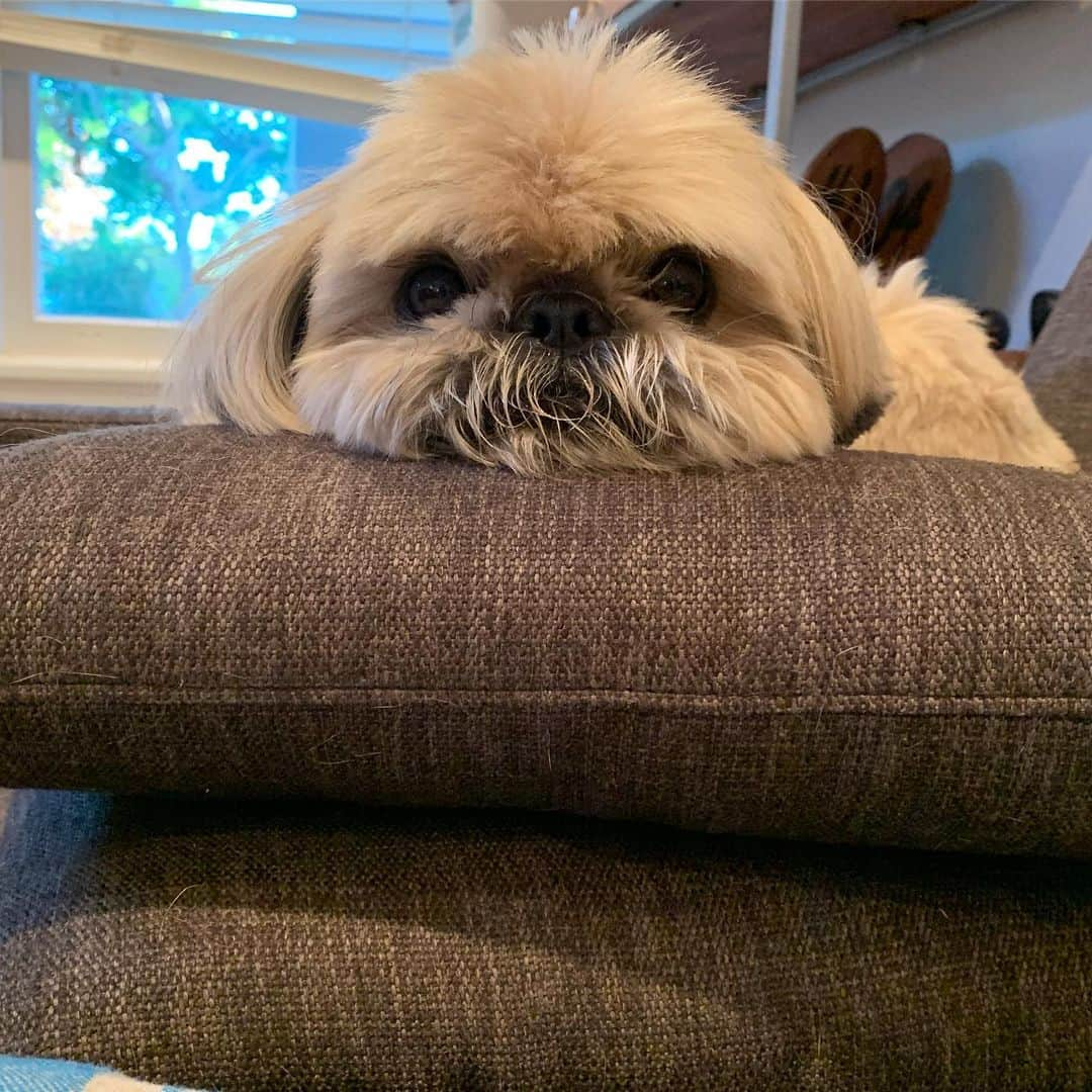 Dougie the Shih Tzuさんのインスタグラム写真 - (Dougie the Shih TzuInstagram)「King of comfy.」7月11日 22時14分 - dailydougie