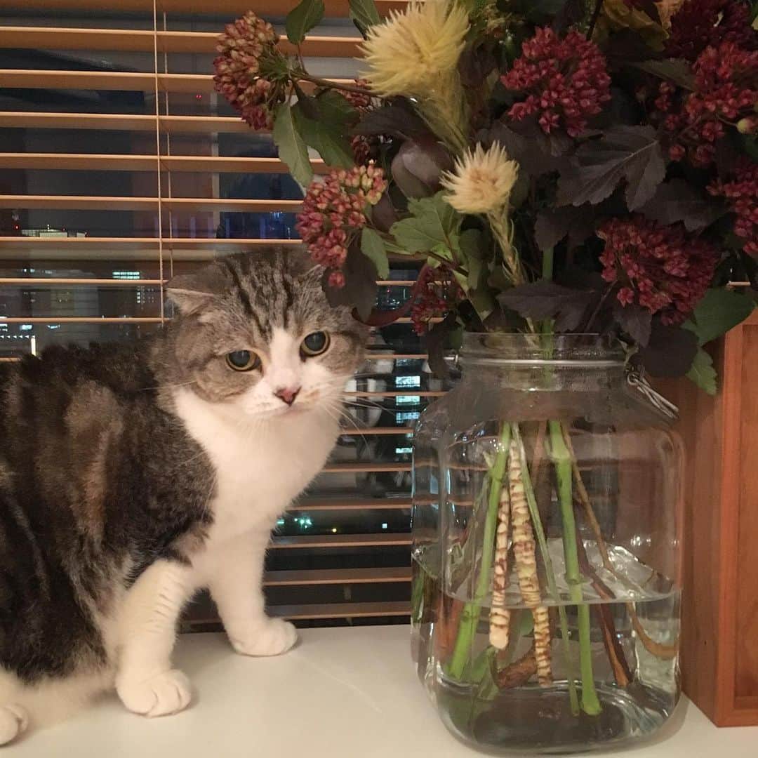 ミツバ&フックのインスタグラム：「目を離した隙に…近寄るのやめて  #ilovecat #即座に捕獲」
