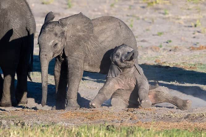National Geographic Travelさんのインスタグラム写真 - (National Geographic TravelInstagram)「Photo by @daisygilardini | Baby elephant are simply adorable. The mini version of the biggest animal on Earth evokes immediate feelings of tenderness in just about everyone. After a gestation period of 18 to 22 months— almost two years—the calf is born weighing around 250 pounds (115 kg) and stands about 3 feet (1 meter) tall. Baby elephants don’t really know how to use their trunk for the first 6-8 months of their life. Before they learn how to use it properly for eating, drinking, and bathing, they swing it around in an extremely comical way. This young elephant fell down while playing with an older calf. Balancing with his trunk and legs, he could finally stand up and start chasing the other fellow again. I love to spend time observing them—it's so much fun! Follow me, @daisygilardini, for more images and behind-the-scenes stories. #africa #elephant #botswana #chobenationalpark #wildlifephotography」7月11日 22時25分 - natgeotravel