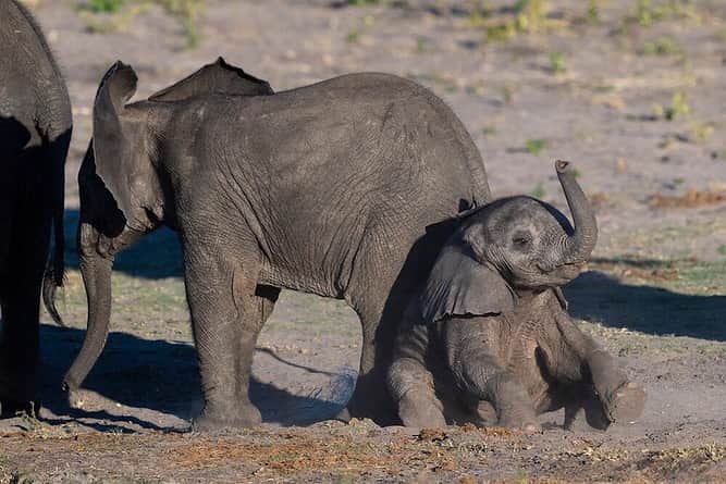 National Geographic Travelさんのインスタグラム写真 - (National Geographic TravelInstagram)「Photo by @daisygilardini | Baby elephant are simply adorable. The mini version of the biggest animal on Earth evokes immediate feelings of tenderness in just about everyone. After a gestation period of 18 to 22 months— almost two years—the calf is born weighing around 250 pounds (115 kg) and stands about 3 feet (1 meter) tall. Baby elephants don’t really know how to use their trunk for the first 6-8 months of their life. Before they learn how to use it properly for eating, drinking, and bathing, they swing it around in an extremely comical way. This young elephant fell down while playing with an older calf. Balancing with his trunk and legs, he could finally stand up and start chasing the other fellow again. I love to spend time observing them—it's so much fun! Follow me, @daisygilardini, for more images and behind-the-scenes stories. #africa #elephant #botswana #chobenationalpark #wildlifephotography」7月11日 22時25分 - natgeotravel