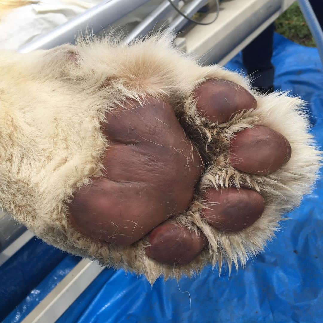 Black Jaguar-White Tiger さんのインスタグラム写真 - (Black Jaguar-White Tiger Instagram)「King Ali’s Paw. It looks small in the picture but it’s huge... #KingAliBJWT #ThinkBlue」7月12日 8時13分 - blackjaguarwhitetiger