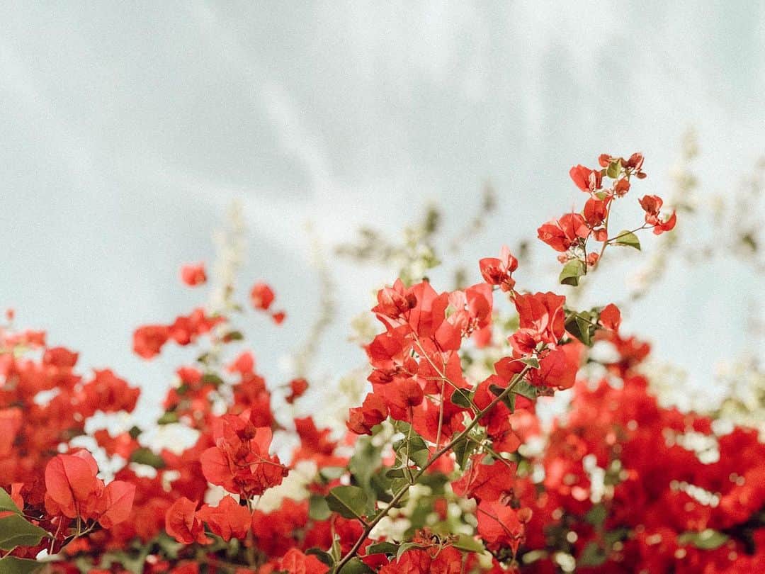 W E Y L I Eのインスタグラム：「The beautiful bougainvillea bush on the path I walk to for coffee every now and then. (...why does this sentence feel grammatically incorrect?? It probably is 😂) Don’t pick on me pls!! Lol! My mom would used to get mad at me for getting a B in English. “You speak English! Why do you have a B in English?” 😂 ok that’s all for my story today. Hope you enjoy this photo as much as I do! It’s just bursting in color and happiness ☺️」