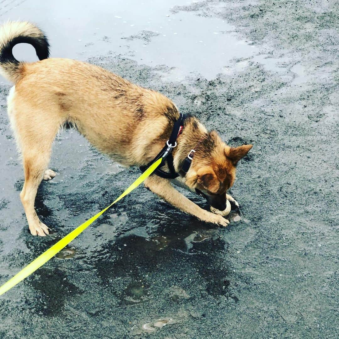 佐々木海さんのインスタグラム写真 - (佐々木海Instagram)「雨でぬかるんだ公園で誰かが忘れていったボールを見つけてしまった😂 #犬 #イヌ #イヌスタグラム #いぬすたぐらむ #犬バカ部 #いぬばか部 #ふわもこ部 #いぬら部 #犬のいる暮らし #保護犬 #元野犬 #雑種 #雑種犬 #ビビり犬 #里親 #保護犬を家族に #保護犬を飼おう #殺処分ゼロ #dog #dogs #dogstagram #doglove #doglover #doglovers #doglife #dogslife #rescuedog #rescueddog」7月12日 8時36分 - umi_carnelian