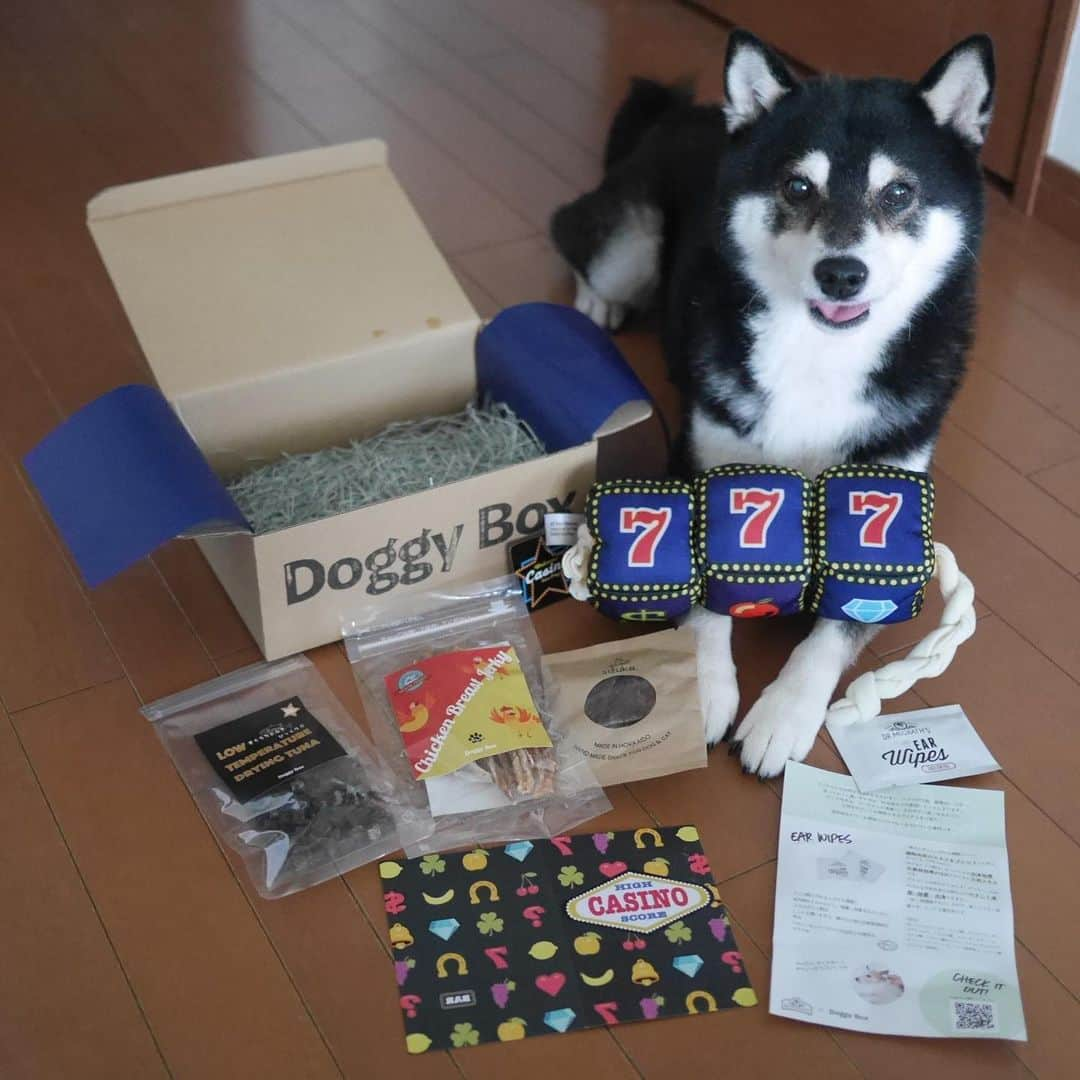 くろさんのインスタグラム写真 - (くろInstagram)「Doggy Boxが届きました📦 #doggybox #ドギボ #ドギーボックス #マグロちゃんもびっくり #お気に入り #PR 🐕DOGGY BOXはテーマに沿った可愛いおもちゃとナチュラルなおやつを毎月お届けしています。 🐾楽しくて可愛いおもちゃ Doggy Boxのおもちゃは可愛いだけではありません。ワンちゃんの目線で、遊びがいがあって楽しいものか真剣に選んでいます。すべてのおもちゃはチーム内で試されているので、ワンちゃんの保証付き！ 🐾 厳選した国内生産のおやつ 低カロリーで栄養価の高いおやつをバランスを考えてセレクト。アレルギーのあるワンちゃんにも対応しているので、安心してご利用できます。 #PR #豆も気になるぅ #kuroshiba #blackshiba #shibainu #shibastagram #instadog #dogstagram #柴犬 #黒柴 #黑柴 #いぬら部 #ふわもこ部 #柴犬部 #柴犬のいる暮らし #わんこのいる暮らし #わんこのいる生活 #わんこと一緒 #わんダフォ #わんだふるjapan」7月12日 8時51分 - m6bmw