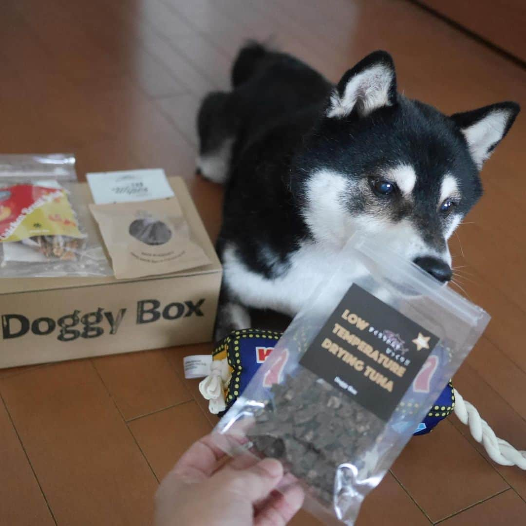 くろさんのインスタグラム写真 - (くろInstagram)「Doggy Boxが届きました📦 #doggybox #ドギボ #ドギーボックス #マグロちゃんもびっくり #お気に入り #PR 🐕DOGGY BOXはテーマに沿った可愛いおもちゃとナチュラルなおやつを毎月お届けしています。 🐾楽しくて可愛いおもちゃ Doggy Boxのおもちゃは可愛いだけではありません。ワンちゃんの目線で、遊びがいがあって楽しいものか真剣に選んでいます。すべてのおもちゃはチーム内で試されているので、ワンちゃんの保証付き！ 🐾 厳選した国内生産のおやつ 低カロリーで栄養価の高いおやつをバランスを考えてセレクト。アレルギーのあるワンちゃんにも対応しているので、安心してご利用できます。 #PR #豆も気になるぅ #kuroshiba #blackshiba #shibainu #shibastagram #instadog #dogstagram #柴犬 #黒柴 #黑柴 #いぬら部 #ふわもこ部 #柴犬部 #柴犬のいる暮らし #わんこのいる暮らし #わんこのいる生活 #わんこと一緒 #わんダフォ #わんだふるjapan」7月12日 8時51分 - m6bmw