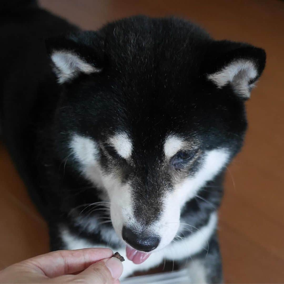 くろさんのインスタグラム写真 - (くろInstagram)「Doggy Boxが届きました📦 #doggybox #ドギボ #ドギーボックス #マグロちゃんもびっくり #お気に入り #PR 🐕DOGGY BOXはテーマに沿った可愛いおもちゃとナチュラルなおやつを毎月お届けしています。 🐾楽しくて可愛いおもちゃ Doggy Boxのおもちゃは可愛いだけではありません。ワンちゃんの目線で、遊びがいがあって楽しいものか真剣に選んでいます。すべてのおもちゃはチーム内で試されているので、ワンちゃんの保証付き！ 🐾 厳選した国内生産のおやつ 低カロリーで栄養価の高いおやつをバランスを考えてセレクト。アレルギーのあるワンちゃんにも対応しているので、安心してご利用できます。 #PR #豆も気になるぅ #kuroshiba #blackshiba #shibainu #shibastagram #instadog #dogstagram #柴犬 #黒柴 #黑柴 #いぬら部 #ふわもこ部 #柴犬部 #柴犬のいる暮らし #わんこのいる暮らし #わんこのいる生活 #わんこと一緒 #わんダフォ #わんだふるjapan」7月12日 8時51分 - m6bmw