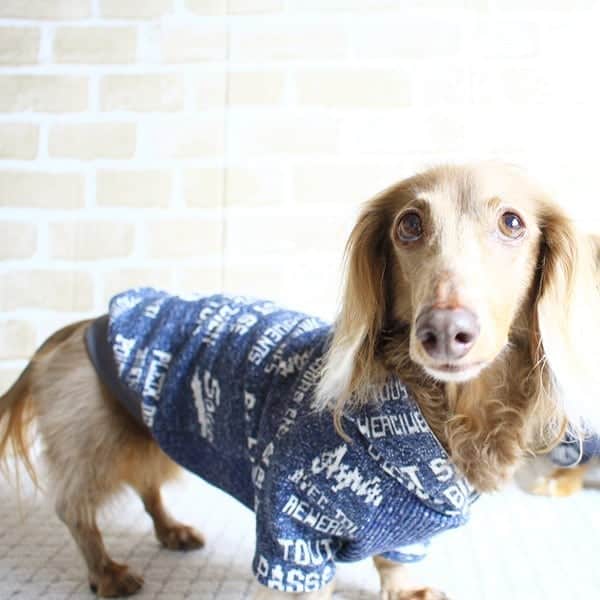 くるみんのインスタグラム：「* 気が早いですが、秋冬物のパーカー作りました🐶🐶 * 背中側はヴィンテージっぽい柄のジャガード生地、お腹側はかなり厚手のテレコ生地 温かそうです  #ミニチュアダックスフンド #ミニチュアダックスフント #ミニチュアダックス #イザベラタン #イザベラ #ダックス多頭飼い #ダックスフント #ダックスフンド #ダックス #いぬばか部 #いぬすたぐらむ #短足部 #わんこなしでは生きていけません会 #ワンコなしでは生きて行けません会 #ハンドメイド #ハンドメイド犬服 #スローボート #all_dog_japan #east_dog_japan #dachshundgram #dachshund #dogstagram #instagramdog #instadachs #kyounodachs #todayswanko #7pets_1day #犬のいる生活 #犬のいる暮らし #だっくす」