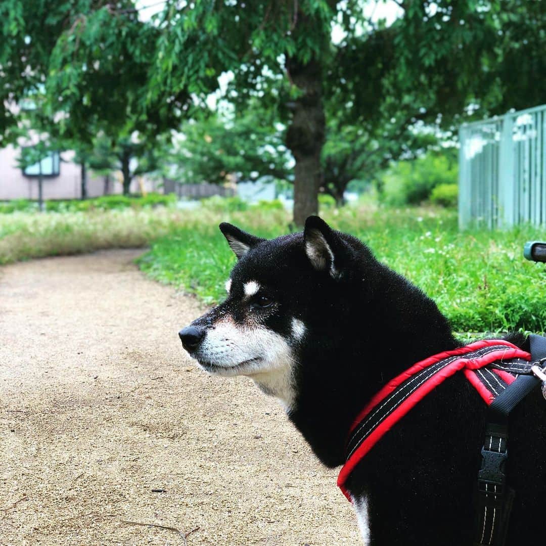 小川博永さんのインスタグラム写真 - (小川博永Instagram)「雨やだね。天パーには辛い。  #濡れまる  #今朝まる #ししまる #dog #dogs #柴犬 #黒柴」7月12日 8時56分 - ogawahironaga