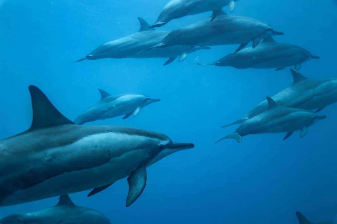 And Youさんのインスタグラム写真 - (And YouInstagram)「"When you finally see what goes on underwater, you realize that you’ve been missing the whole point of the ocean. Staying on the surface all the time is like going to the circus and staring at the outside of the tent.” -Dave Barry . . . . . . . . . . . . . . . #hawaiivacation #hawaii #oahu #oahutours #hawaiitours #unrealhawaii #hawaiiholiday #oceanlife #sealife #dolphin #dolphinsnadyou #dolphintour #wilddolphin」7月12日 9時08分 - dolphinsandyou