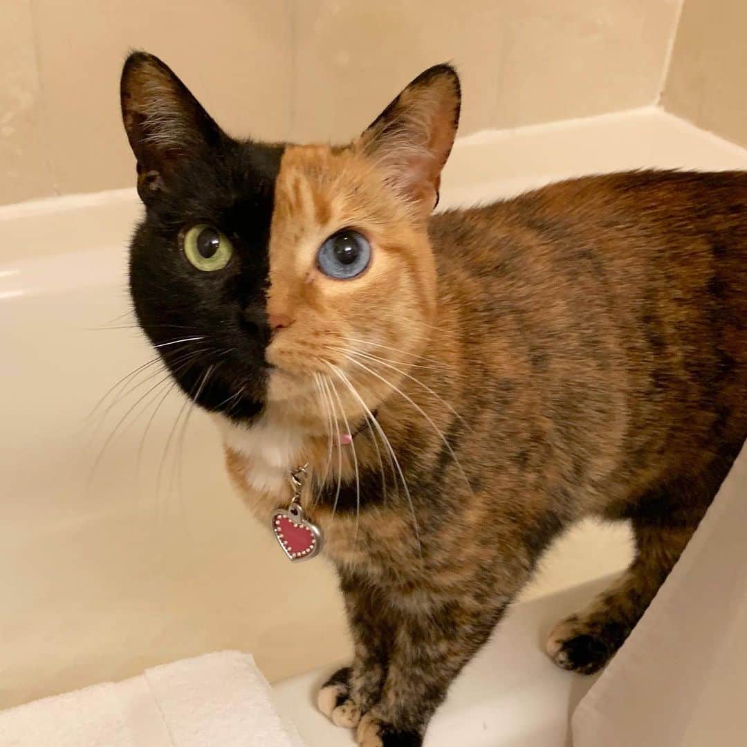 Venus Cat さんのインスタグラム写真 - (Venus Cat Instagram)「Just like home, there will be no privacy for humans in the bathroom! 😹🐾 #hotel #vidcon #vidcon2019 #vidconus」7月12日 0時34分 - venustwofacecat